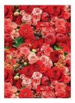 Бумага глянцевая 80гр/м2 100смх70см.Цветы Красные розы(цена за 1 лист)